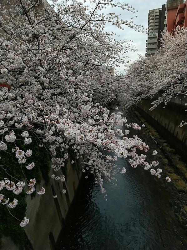 「面影橋の桜」-220328-1.jpg