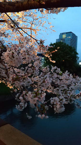 桜（千鳥ヶ淵）-2-2024.04.05.jpg