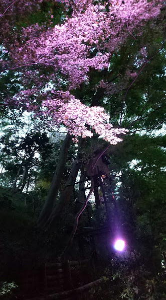 桜（椿山荘）-12024.04.10.jpg