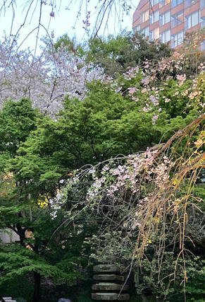 桜（椿山荘）-3.2024.04.10.jpg