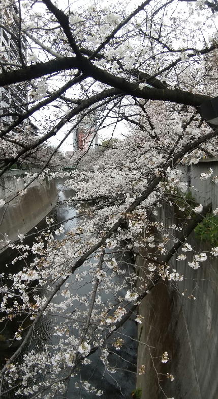 桜（面影橋）-230321.jpg
