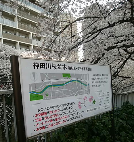 神田川の桜-2018.0324-2-.jpg