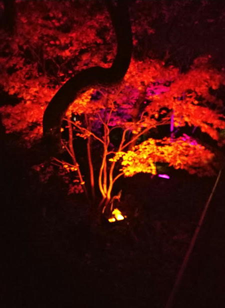 紅葉ライトアップ『目白庭園』-221125.jpg